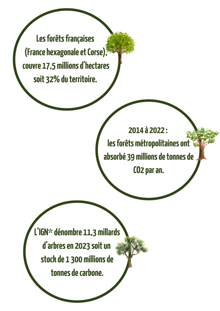 Chiffres reforestation en france : FLAM Nature x Ecotree